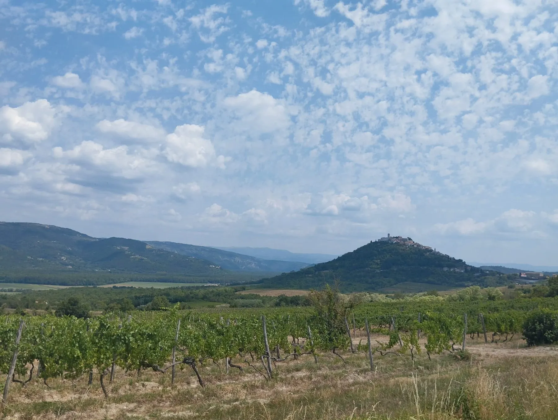 Motovun standing on its hill above vineyards and the wooded Mirna valley