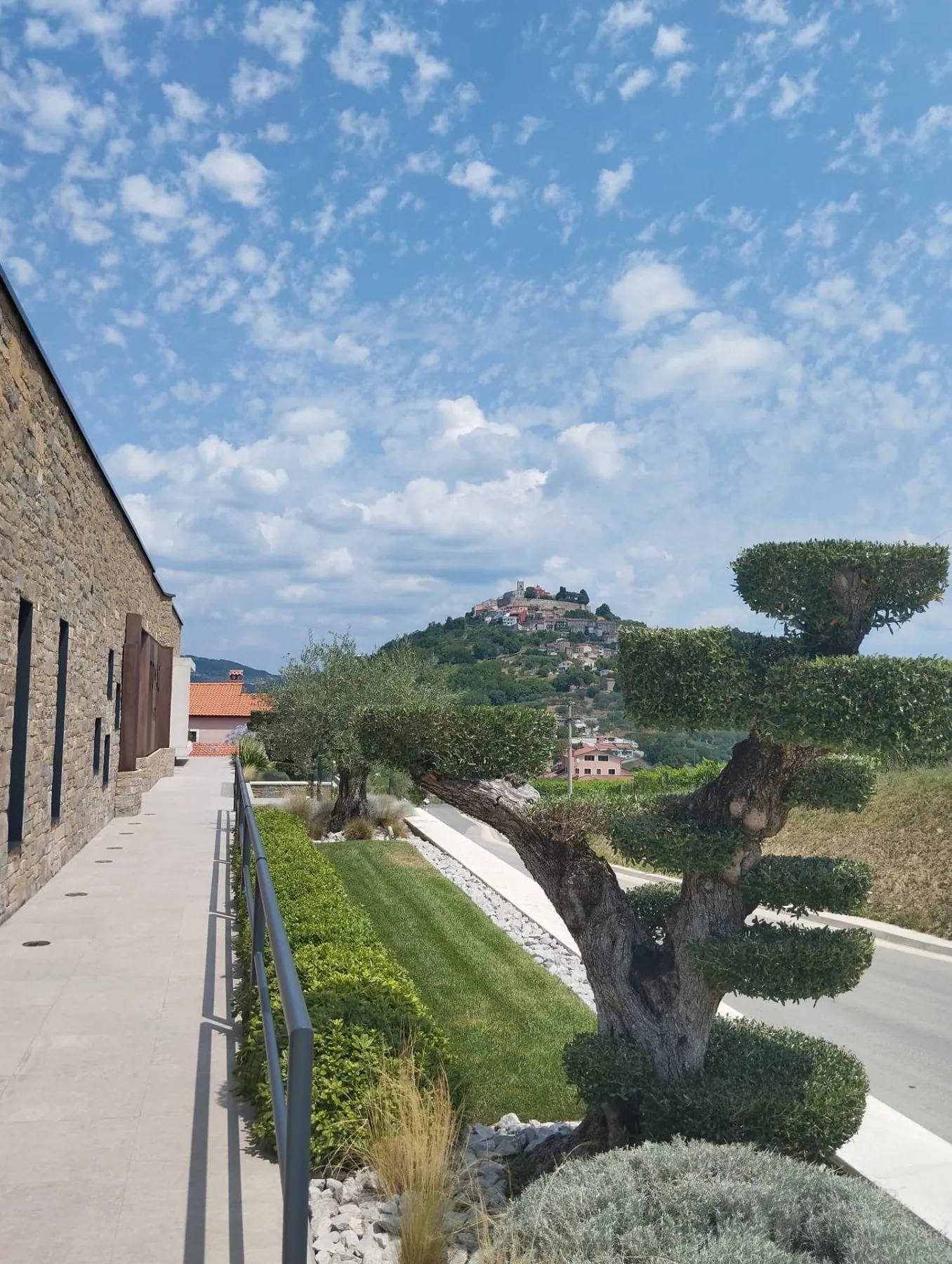 A hard-pruned tree beside the stone walkway of a working winery